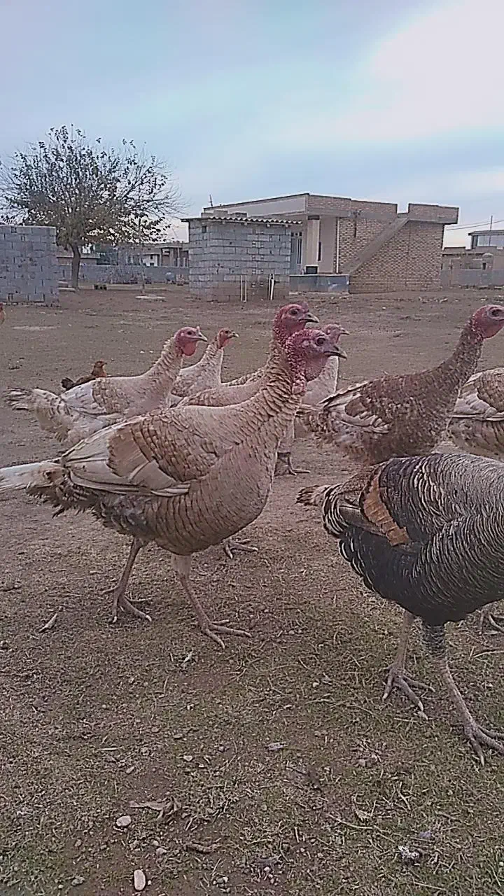 بوقلمون نر|حیوانات مزرعه|گنبد کاووس, |دیوار