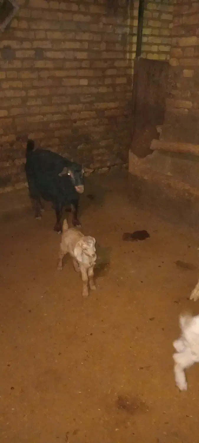 فروش بز و بزغاله|حیوانات مزرعه|قیدار, |دیوار