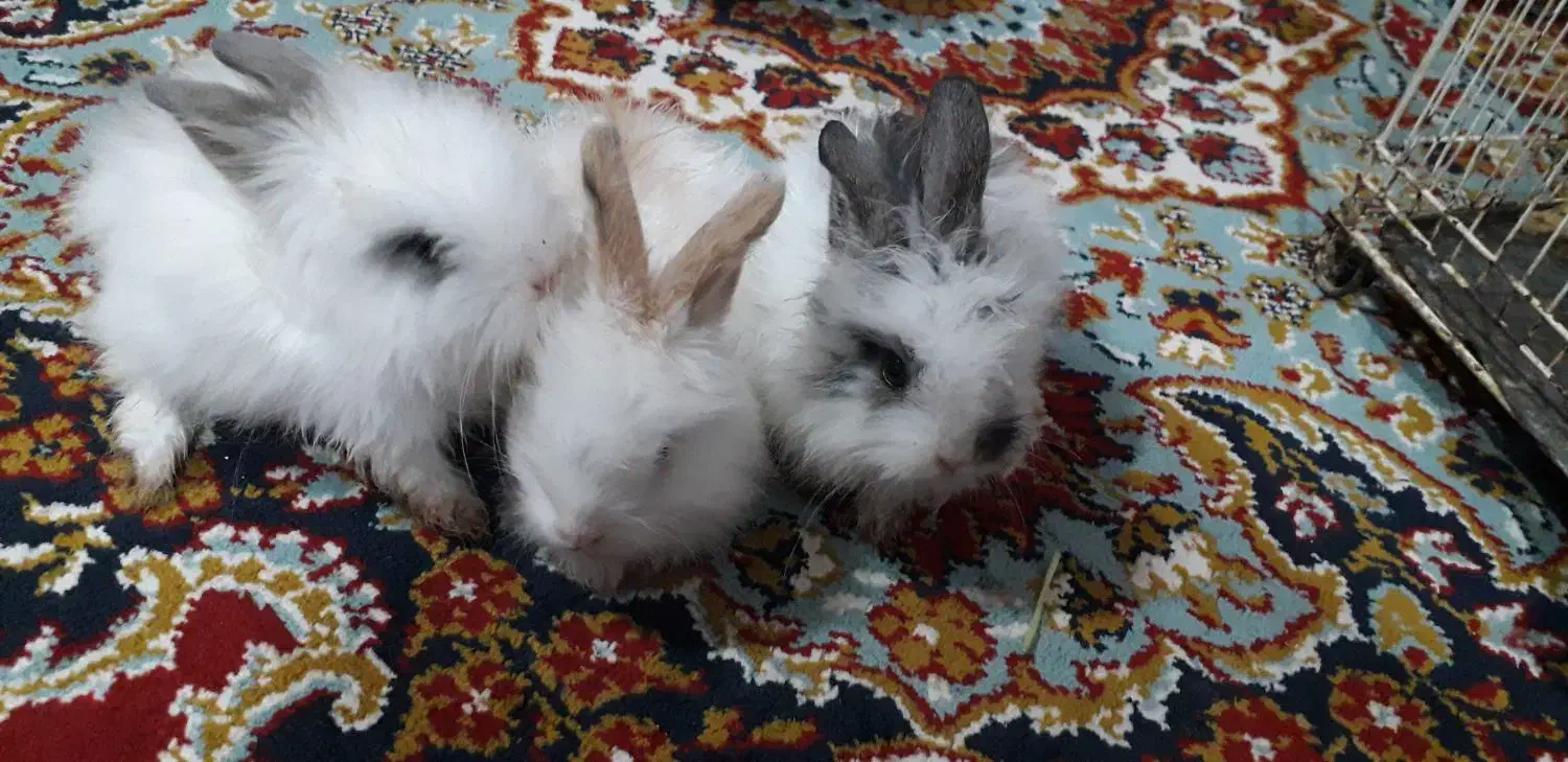 بچه خرگوش لپ پشمالو زیبا خوشگل|موش و خرگوش|زاهدان, |دیوار