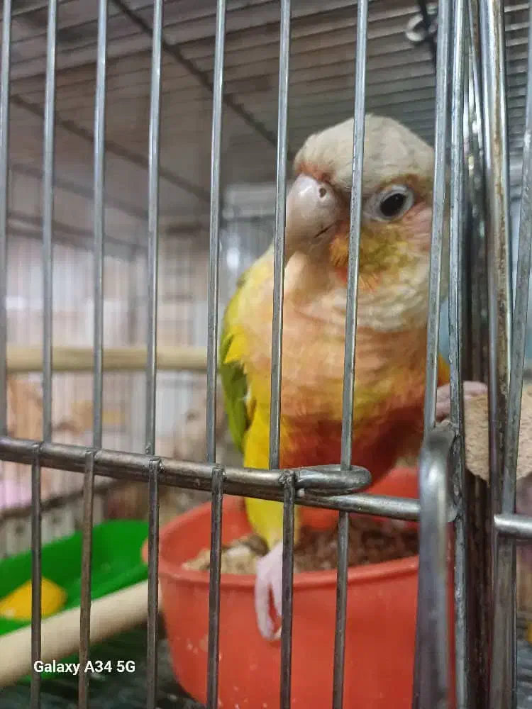 طوطی گرینچیک|پرنده|اصفهان, بوستان ناژوان|دیوار