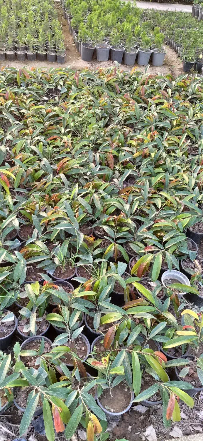 فروش عمده آمستل کینگ سطل ۳ تعداد بالا|گل و گیاه طبیعی|نکا, |دیوار