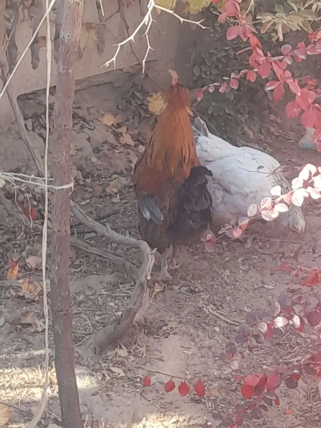 خروس برهما|حیوانات مزرعه|مشهد, باغ فراگرد|دیوار