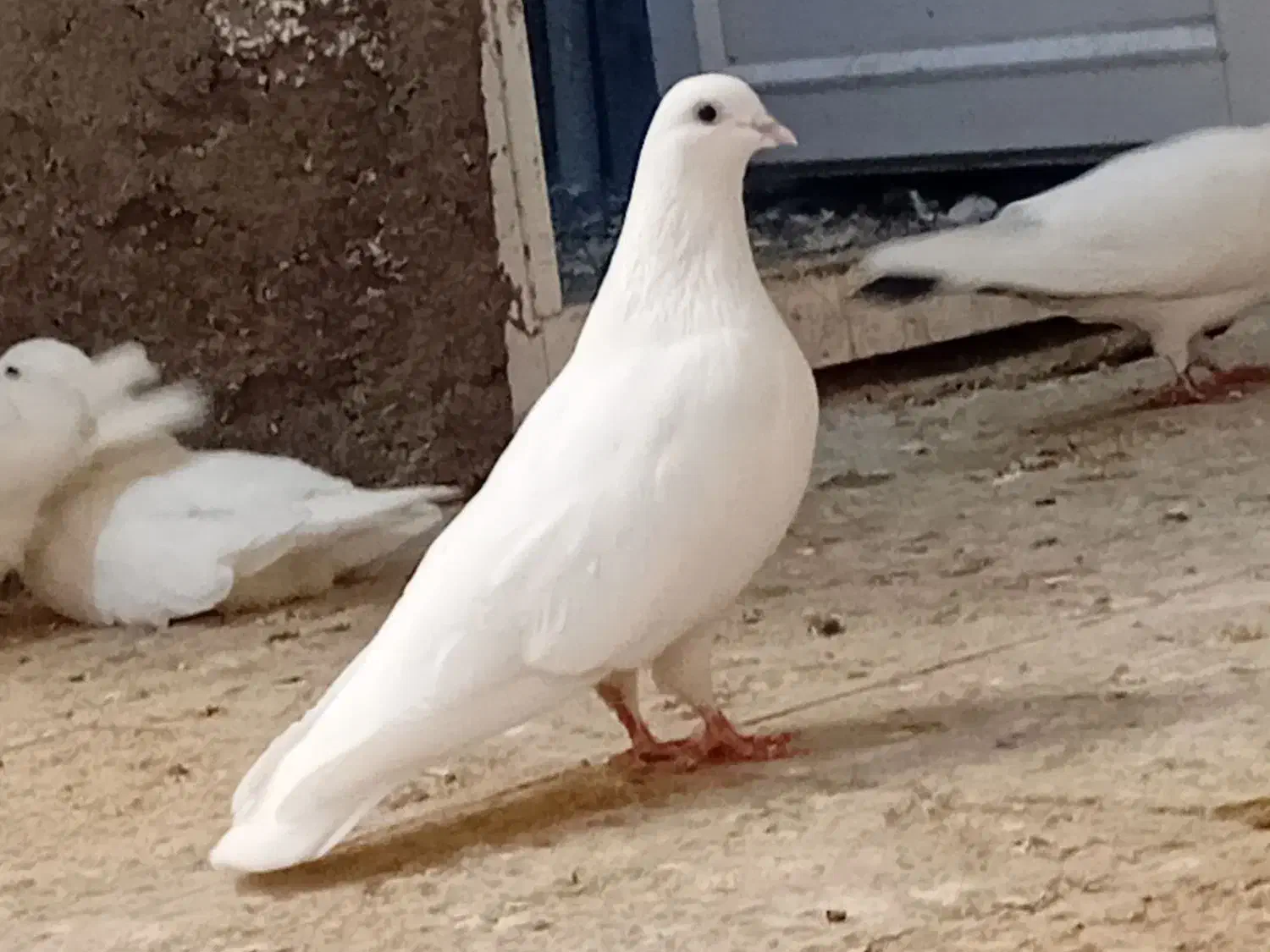 دوتا نر و ماده مامونیه|پرنده|ساوه, |دیوار