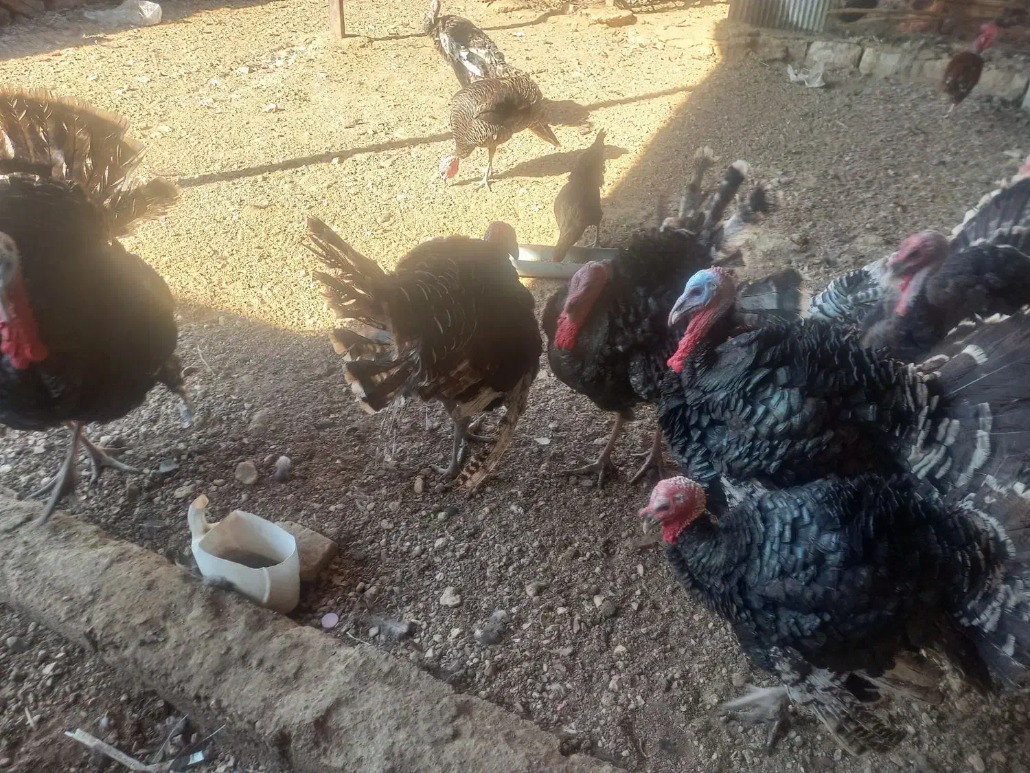 فروش بوقلمون در شهرستان فسا|حیوانات مزرعه|فسا, |دیوار