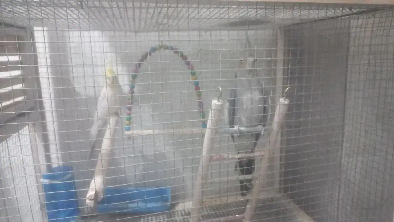 پرنده تزئینی|پرنده|تربت‌حیدریه, شهرک ولیعصر|دیوار