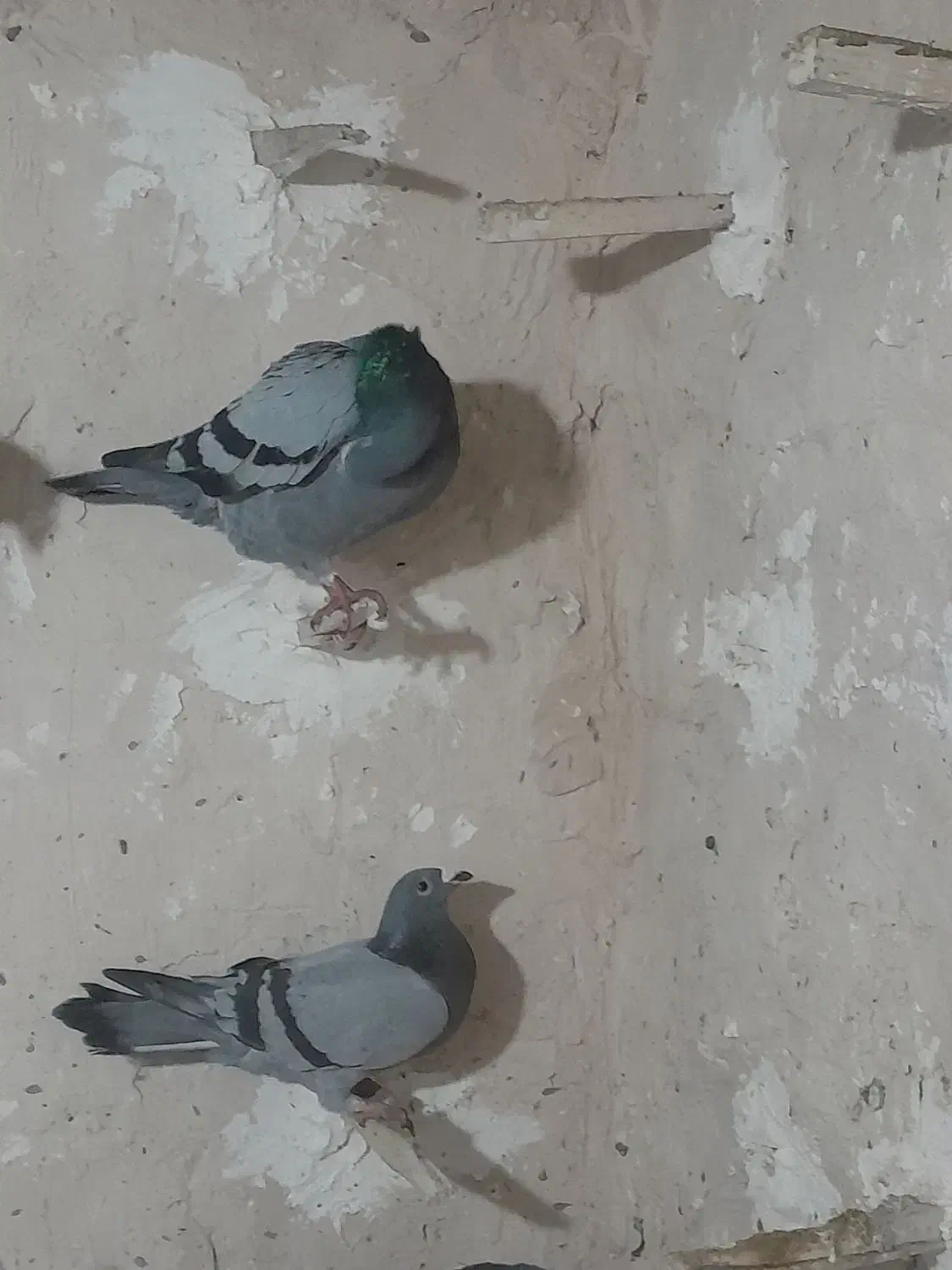 کبوتر|حیوانات|زیرکوه, |دیوار