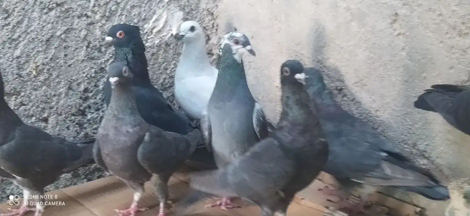 ده تا نوک موشی|پرنده|خورموج, |دیوار