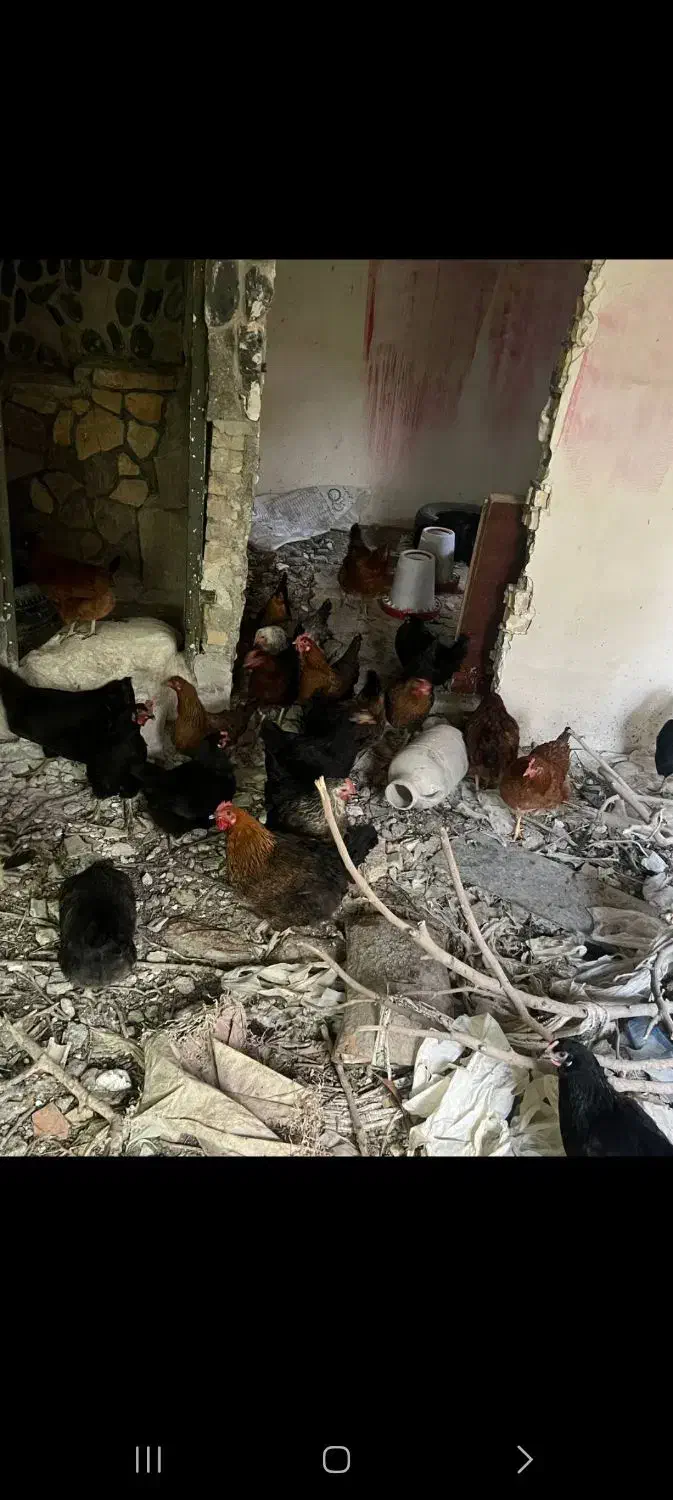 مرغ تخمکزار|حیوانات مزرعه|مشهد, ویلاشهر|دیوار