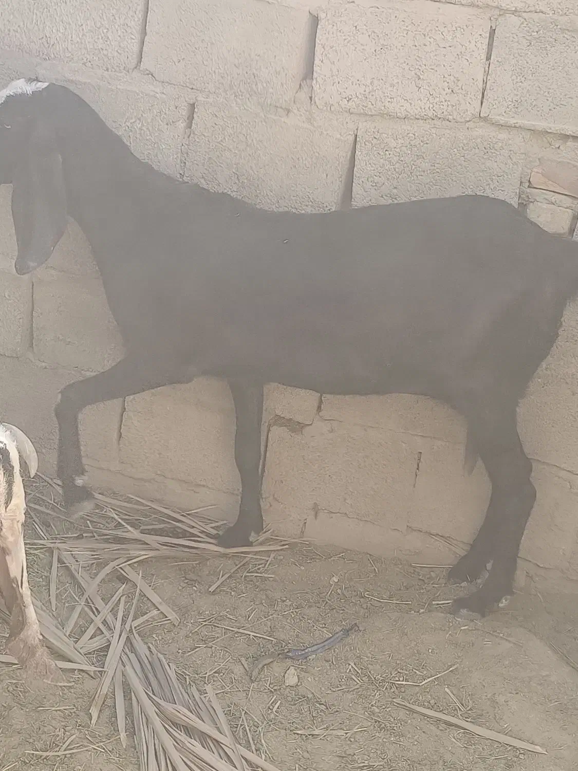 بز دو رگ پنجاب|حیوانات مزرعه|سراوان, |دیوار