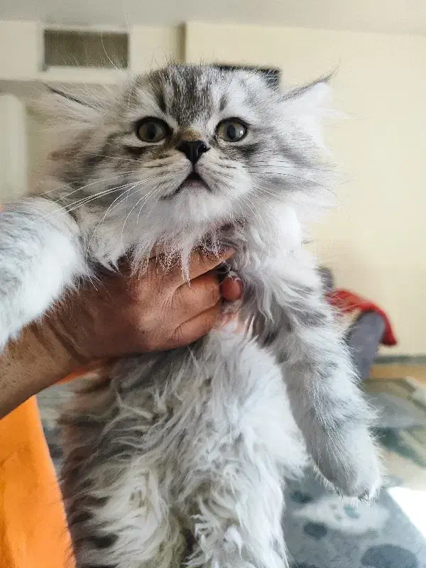 توله پرشین کلاسیک|گربه|شیراز, شهرک گلستان|دیوار