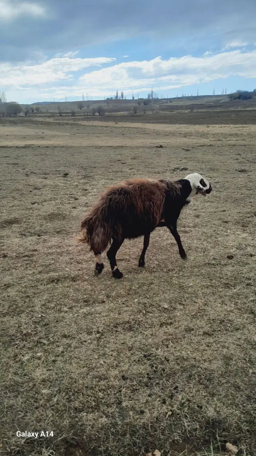 قوچ قزل افشار کله سفید منگوله دار|حیوانات مزرعه|سارال, |دیوار