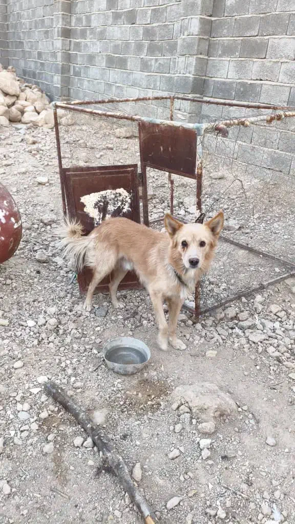 سگ نر زیبا و بازیگوش با دو میلیون|سگ|لار, |دیوار