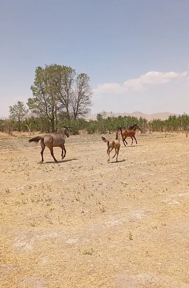 فروش سه عدد مادیان کرد|اسب و تجهیزات اسب‌سواری|رزن, |دیوار