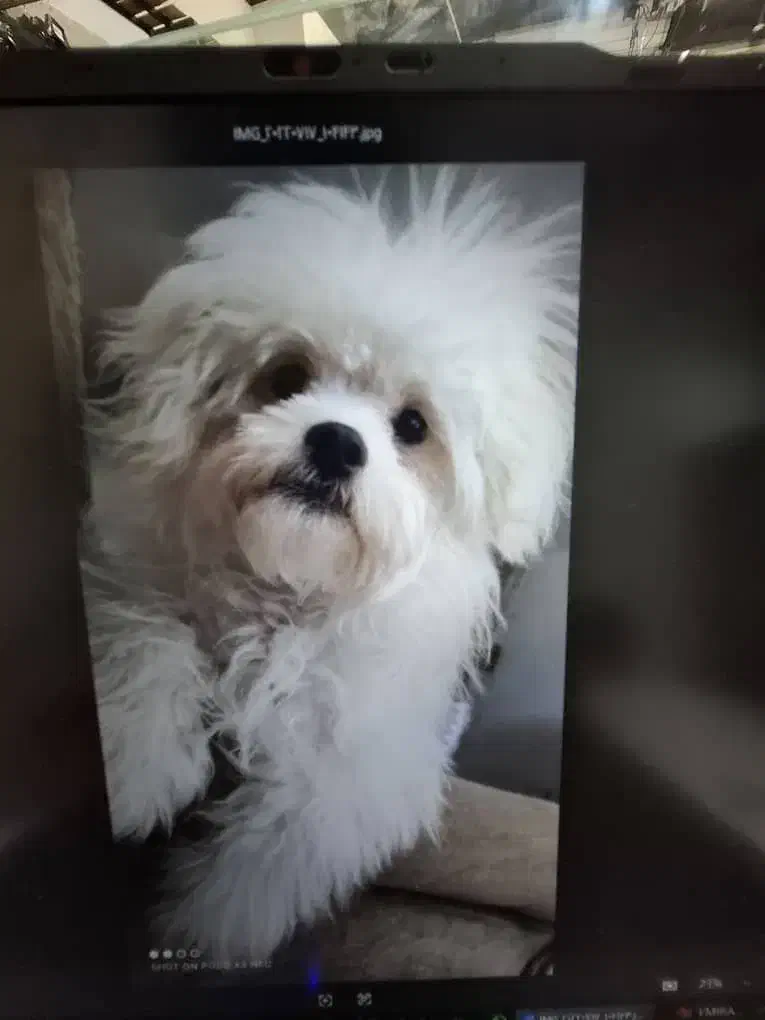 واگذاری سگ میکس پودل مالتیز|سگ|مبارکه, |دیوار