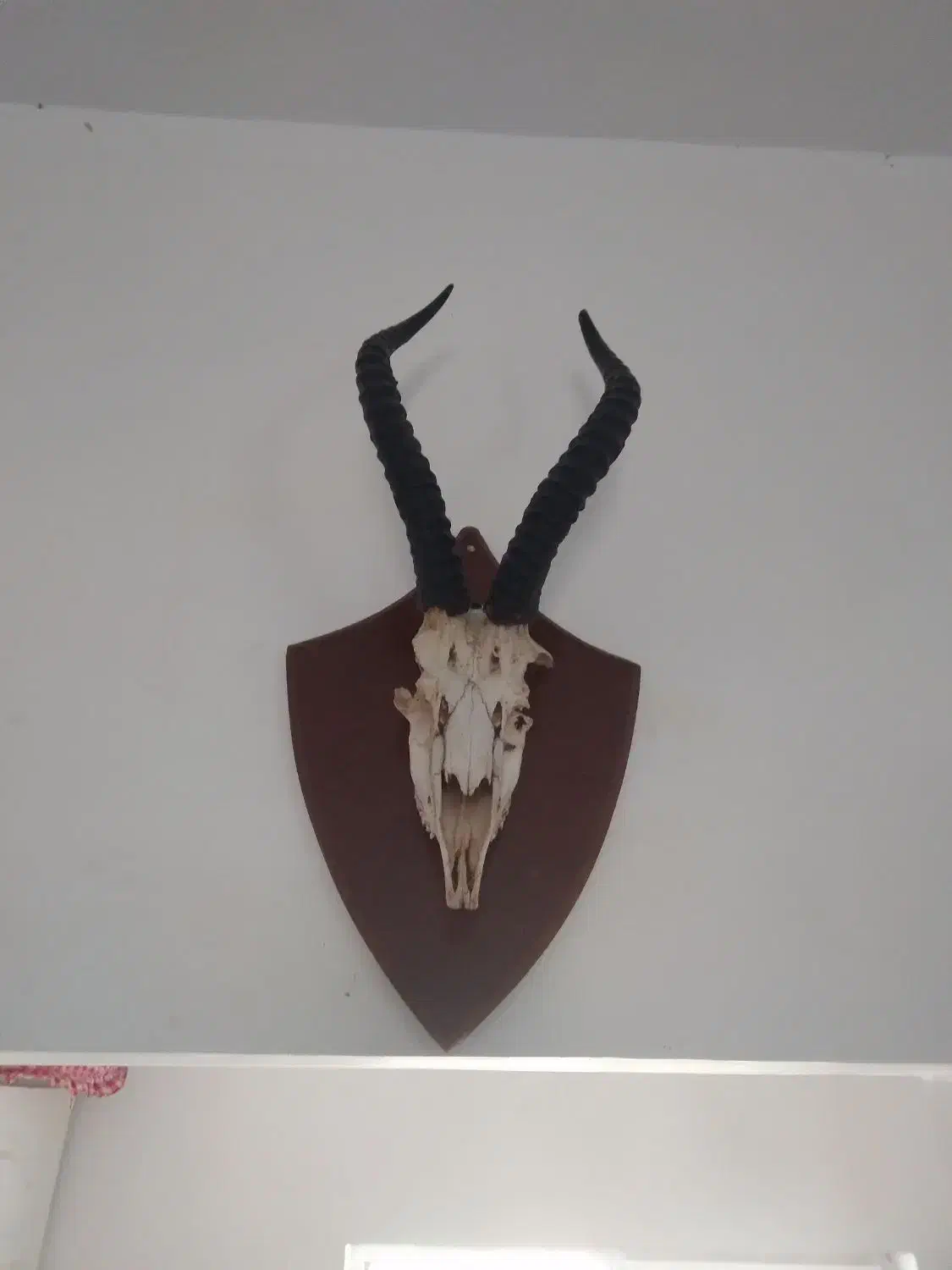 شاخ|کلکسیون اشیاء عتیقه|اسلام‌شهر, کاشانک|دیوار