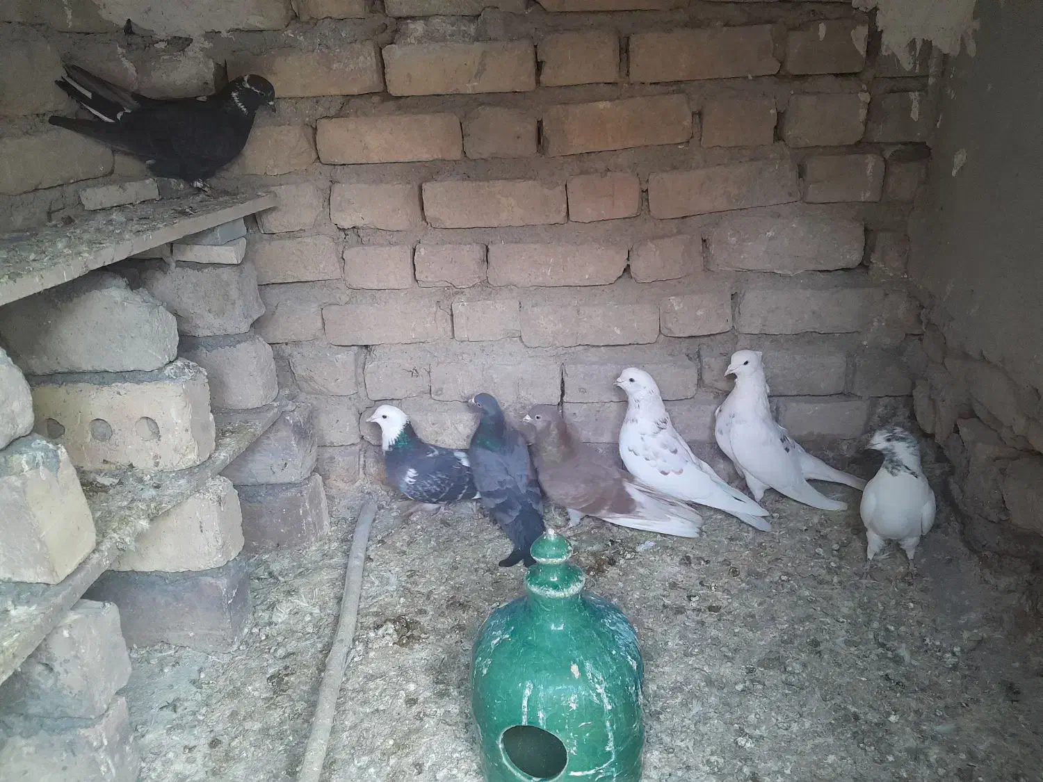 کبوتر|پرنده|زنجان, |دیوار