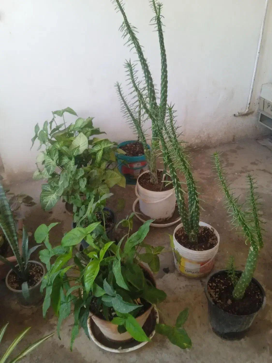 گل وگلدان|گل و گیاه طبیعی|شیروان (خراسان), |دیوار