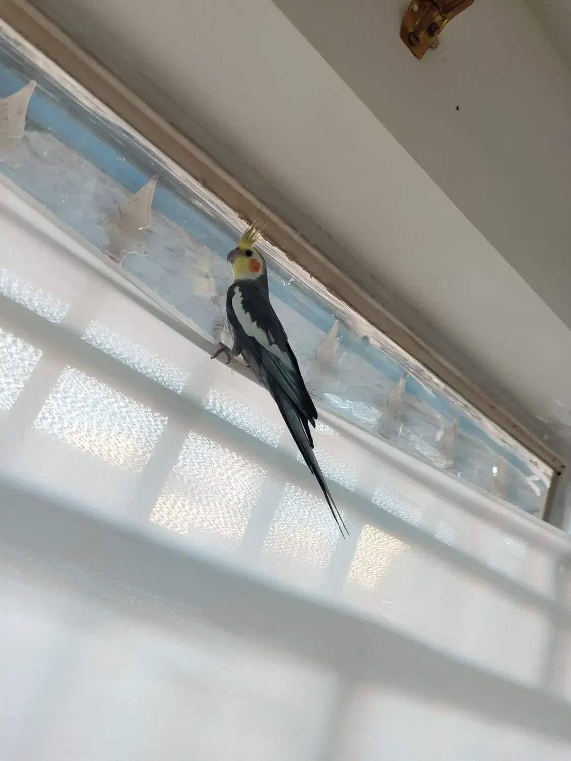 عروس هلندی نر|پرنده|تربت جام, شهید نصرالهی|دیوار