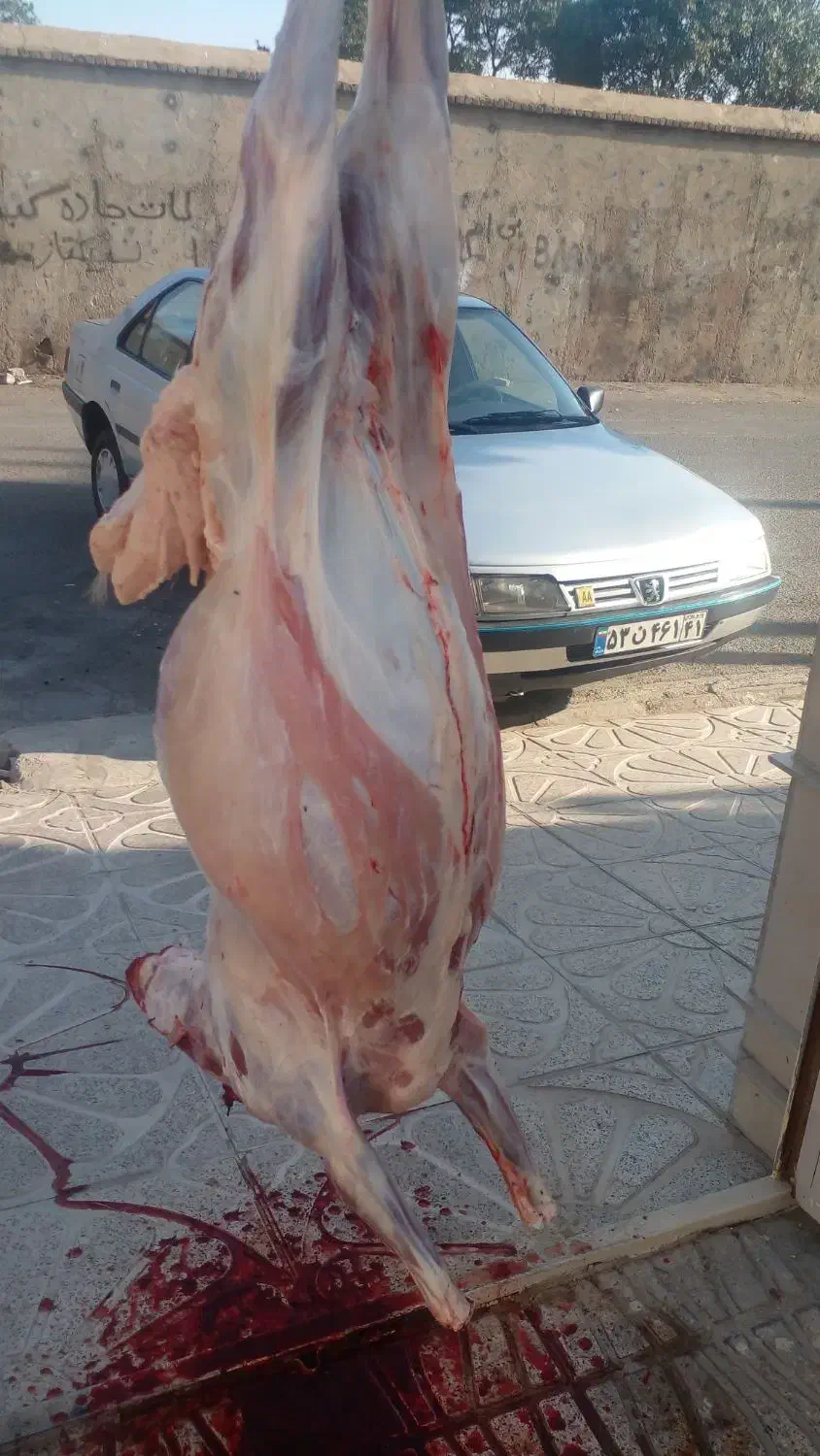 قصاب وکشتارگاو گوسفندگوسال بصورت شبانه روز|خدمات پیشه و مهارت|بروجرد, |دیوار