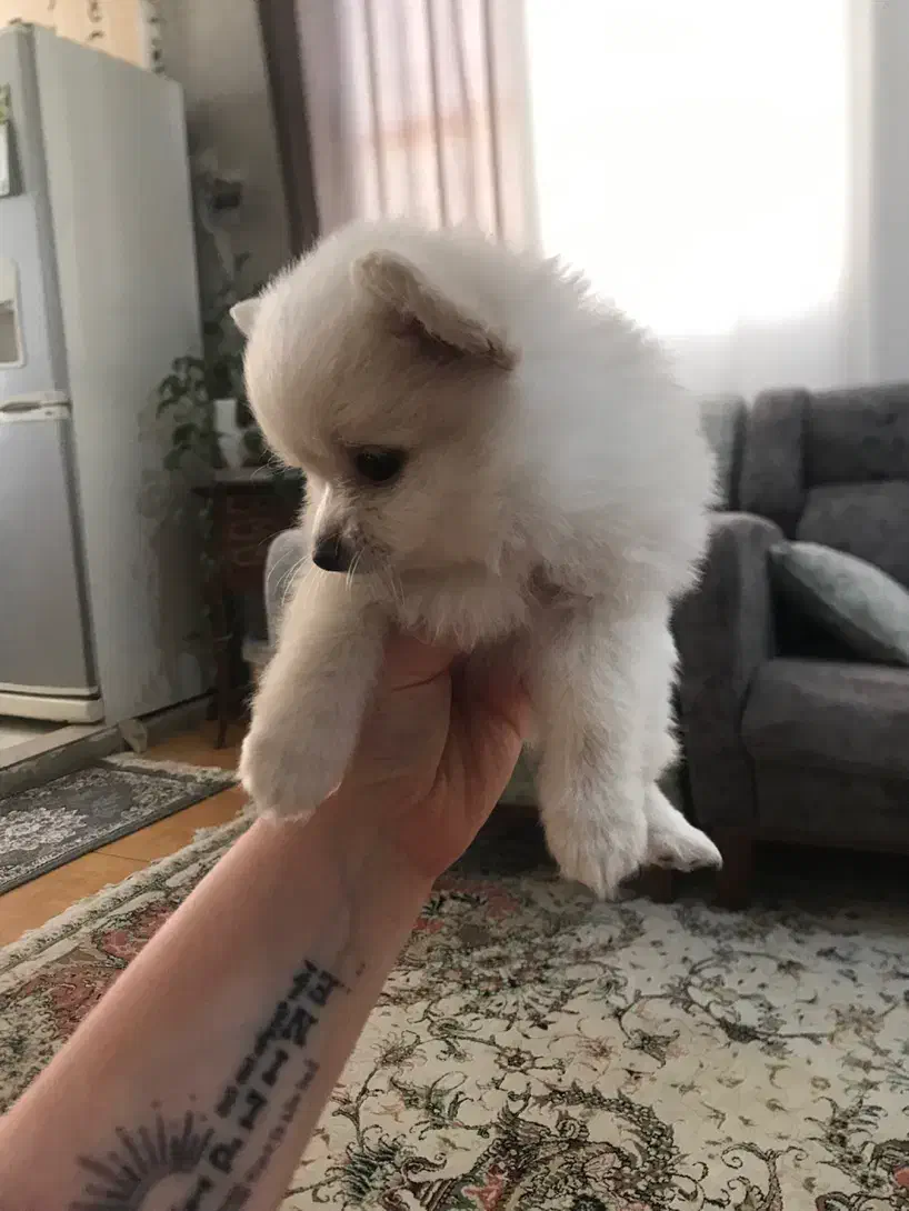 پامر دو سر خرسی|سگ|تهران, ستارخان|دیوار