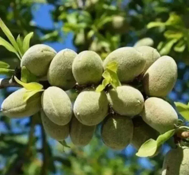 نهالستان شهبازی چورسی|خدمات باغبانی و درختکاری|قره ضیاالدین, |دیوار