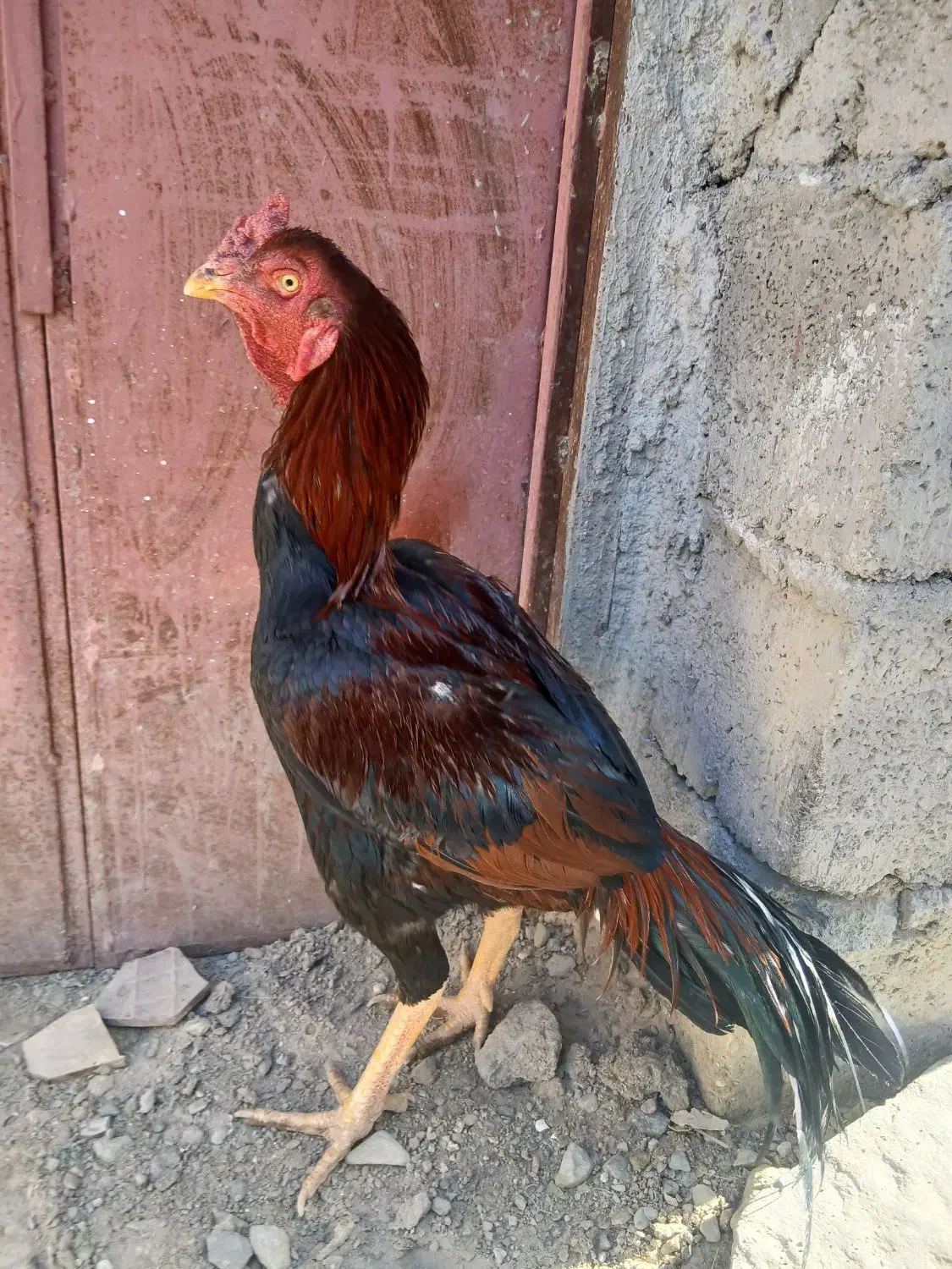 خروس لاری|حیوانات مزرعه|سراوان, |دیوار