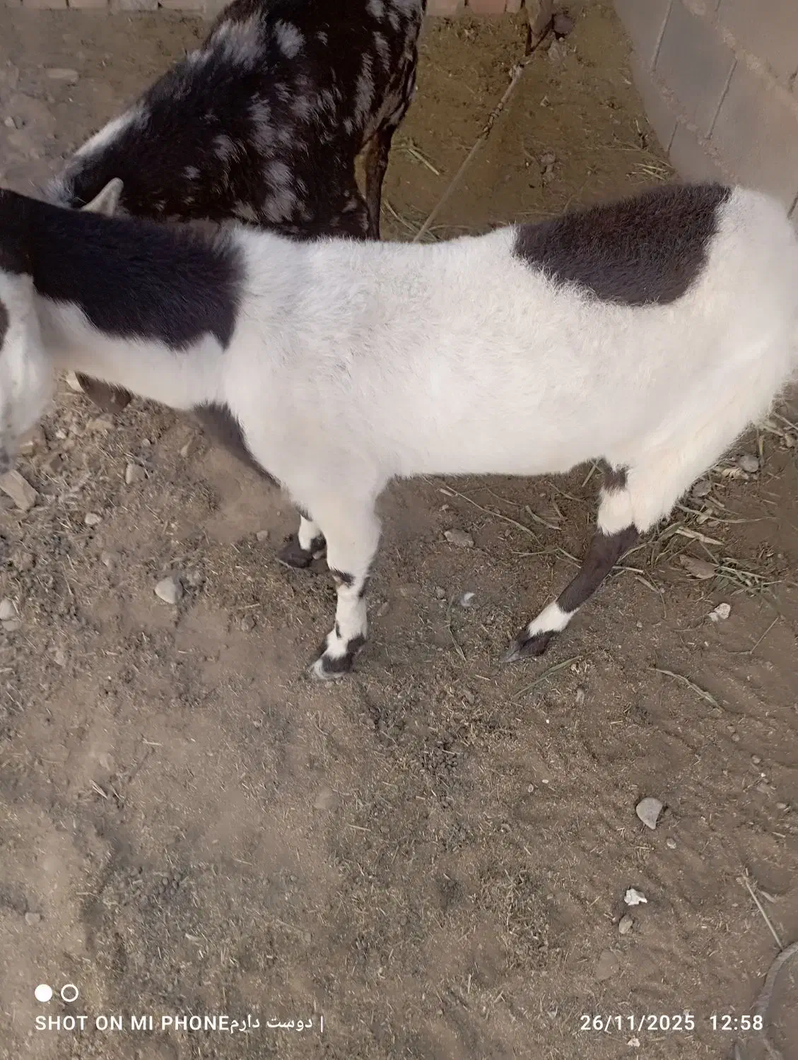 گتاج سه قلو زا|حیوانات مزرعه|ایرانشهر, |دیوار