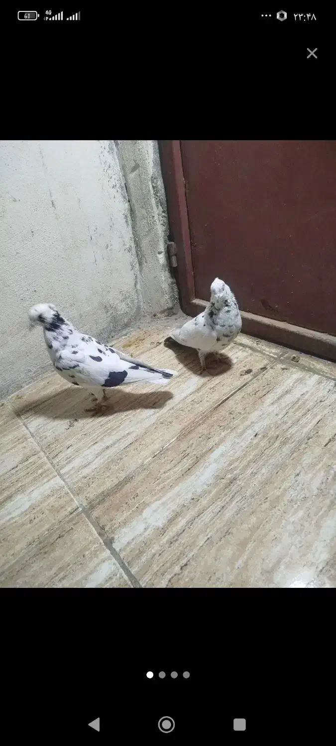 کبوتر|حیوانات|یاسوج, |دیوار