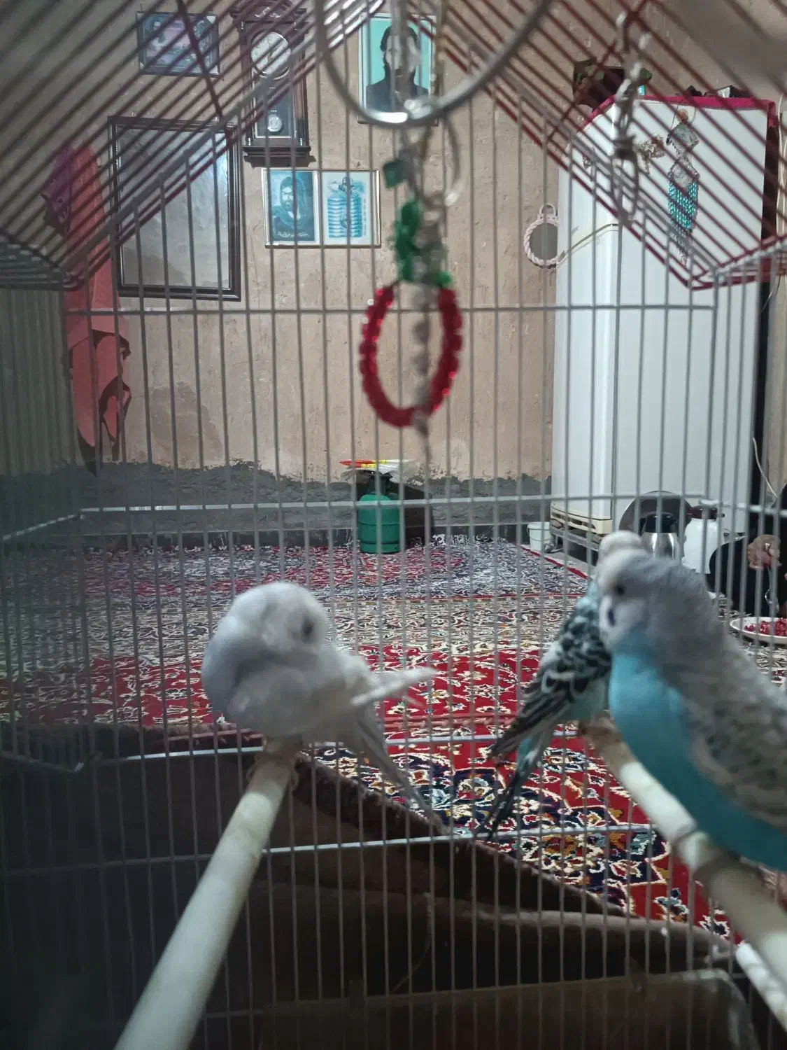 مرغ عشق|پرنده|اندیمشک, |دیوار