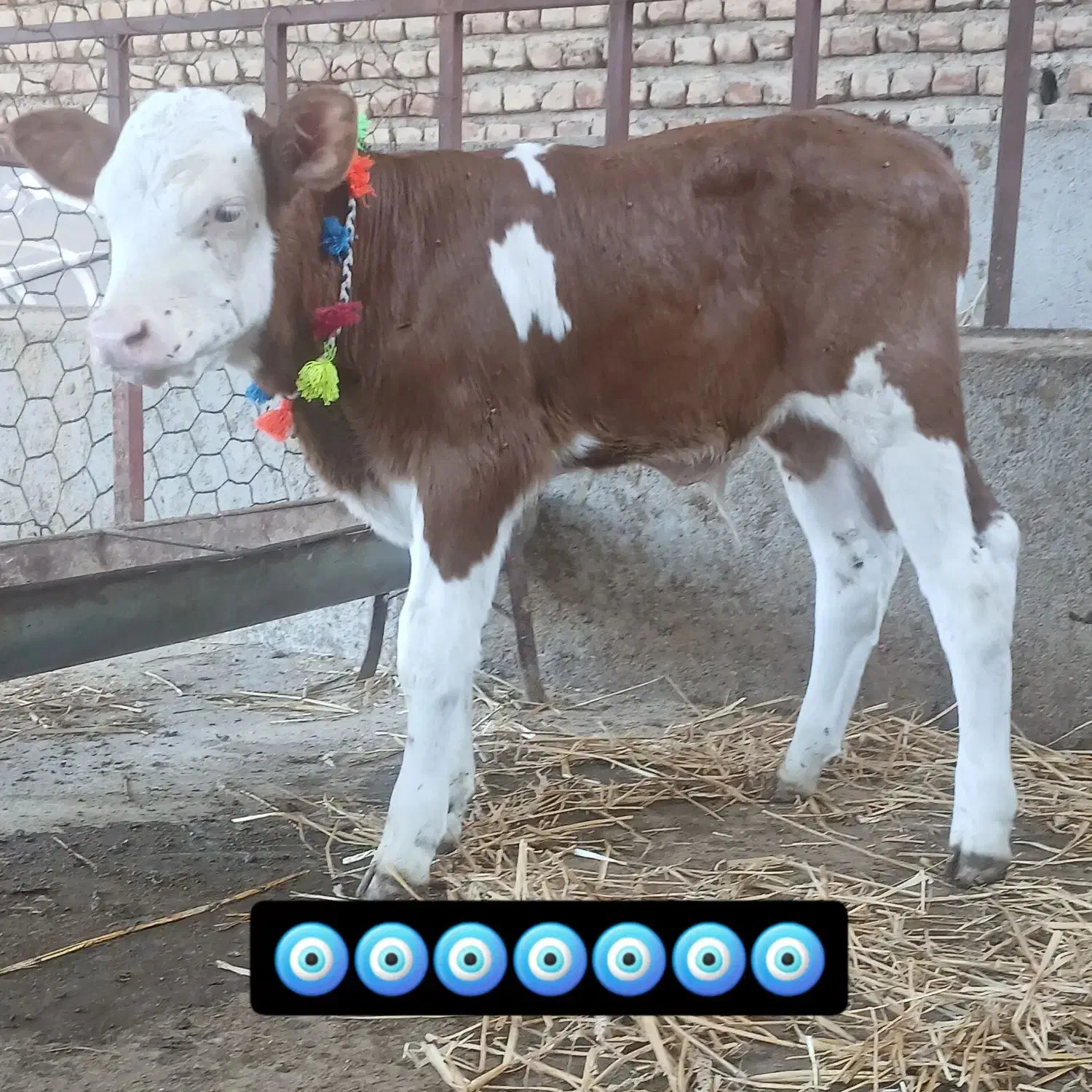 تهیه انواع گوساله های لوکس شیر خوار|حیوانات مزرعه|بندر ترکمن, |دیوار