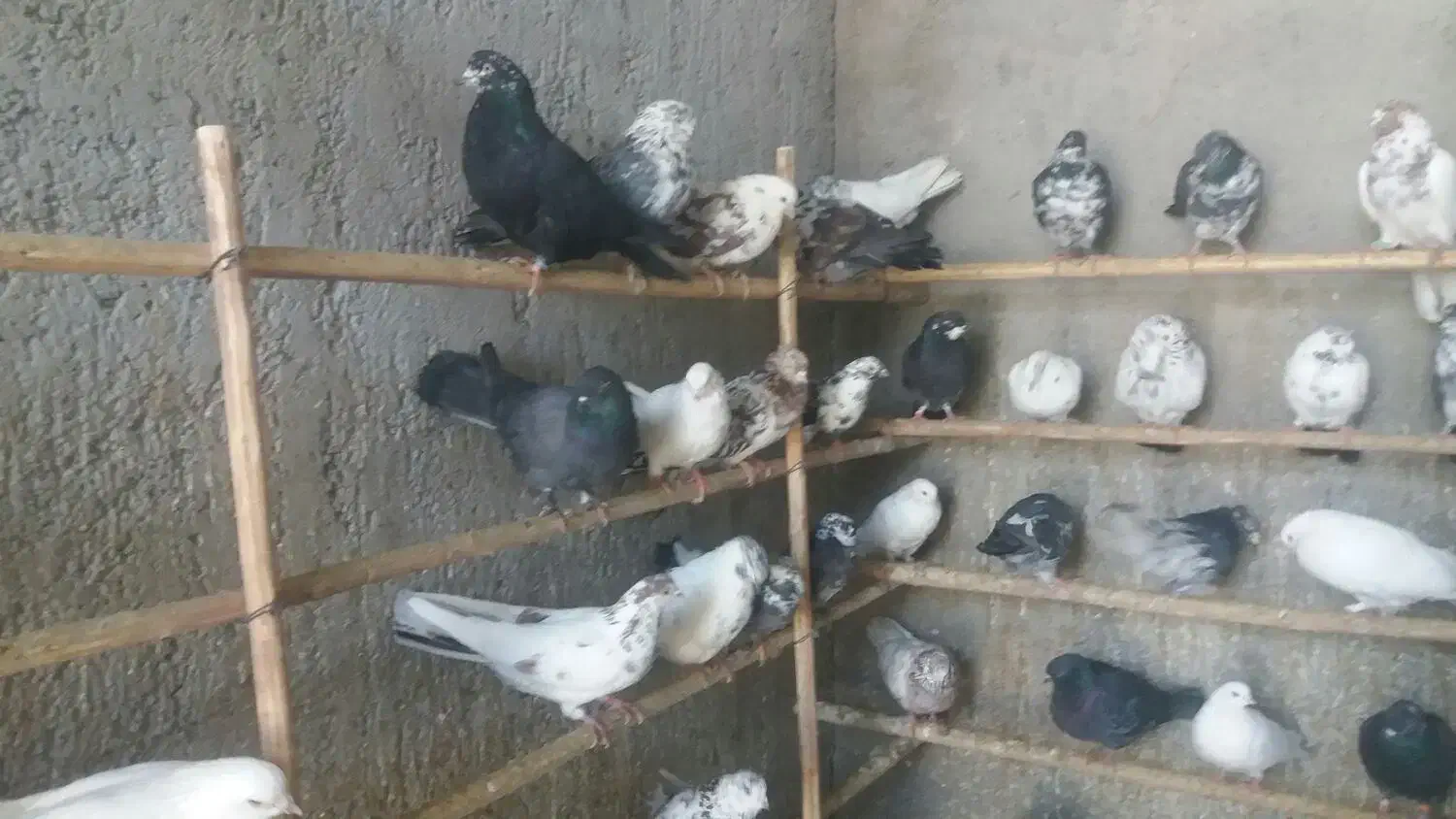 فروش فوری تعدادی کبونر پرش بالا|پرنده|ابریشم, |دیوار