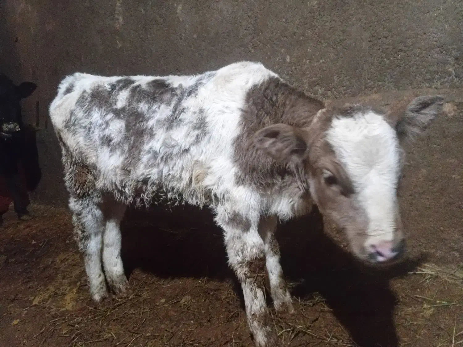 گوساله|حیوانات مزرعه|ایجرود, |دیوار