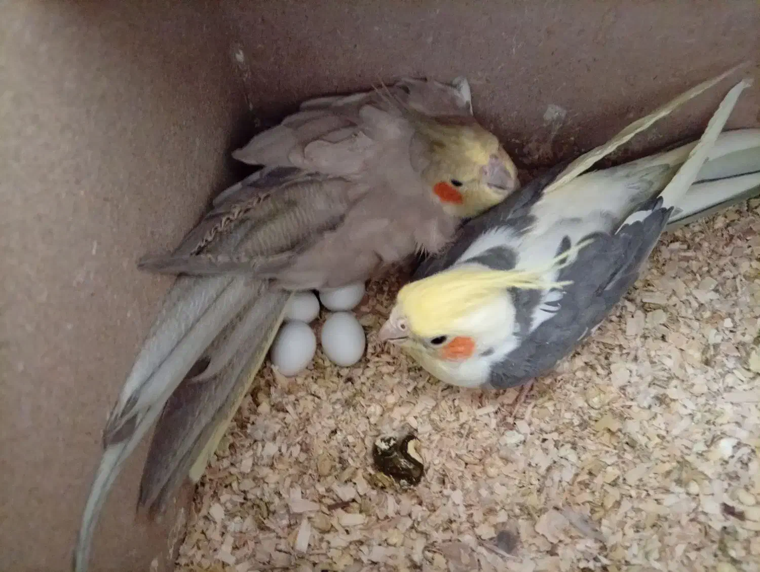 جفت کار درست|پرنده|تفت, |دیوار