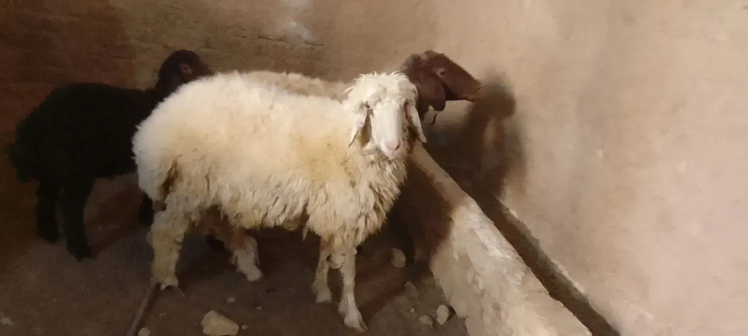 فروش بره نر|حیوانات مزرعه|سلامی, |دیوار