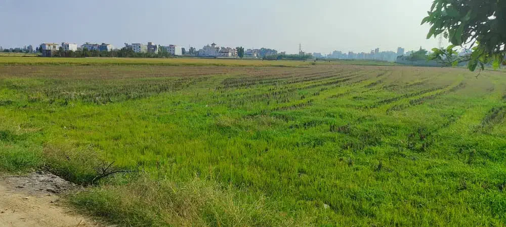 زمین کشاورزی|فروش زمین و ملک کلنگی|امیرکلا, |دیوار