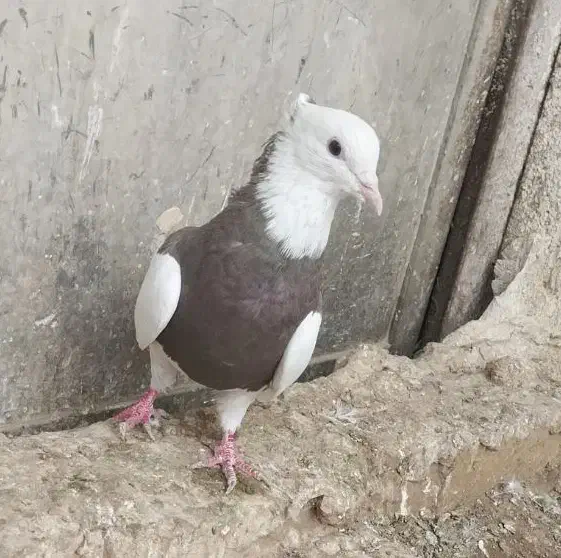 مادهطوقی|پرنده|اسفرورین, |دیوار