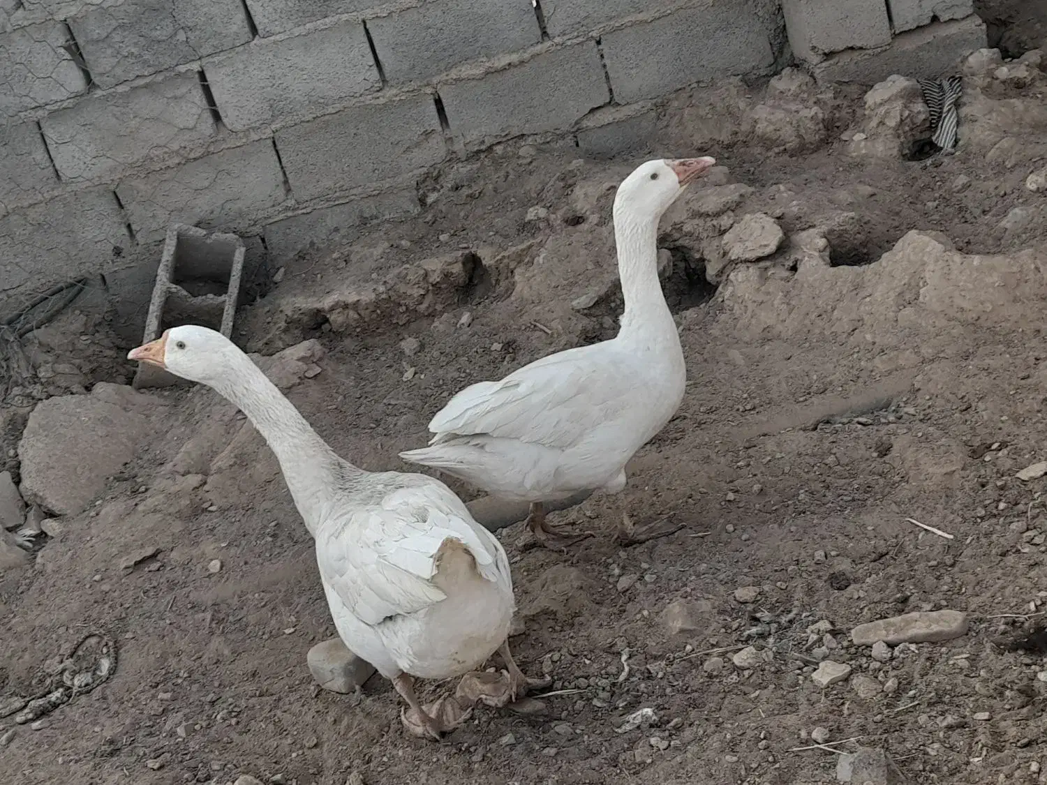 بوقلمون شاخدار غاز|حیوانات مزرعه|تربت جام, میان جام|دیوار