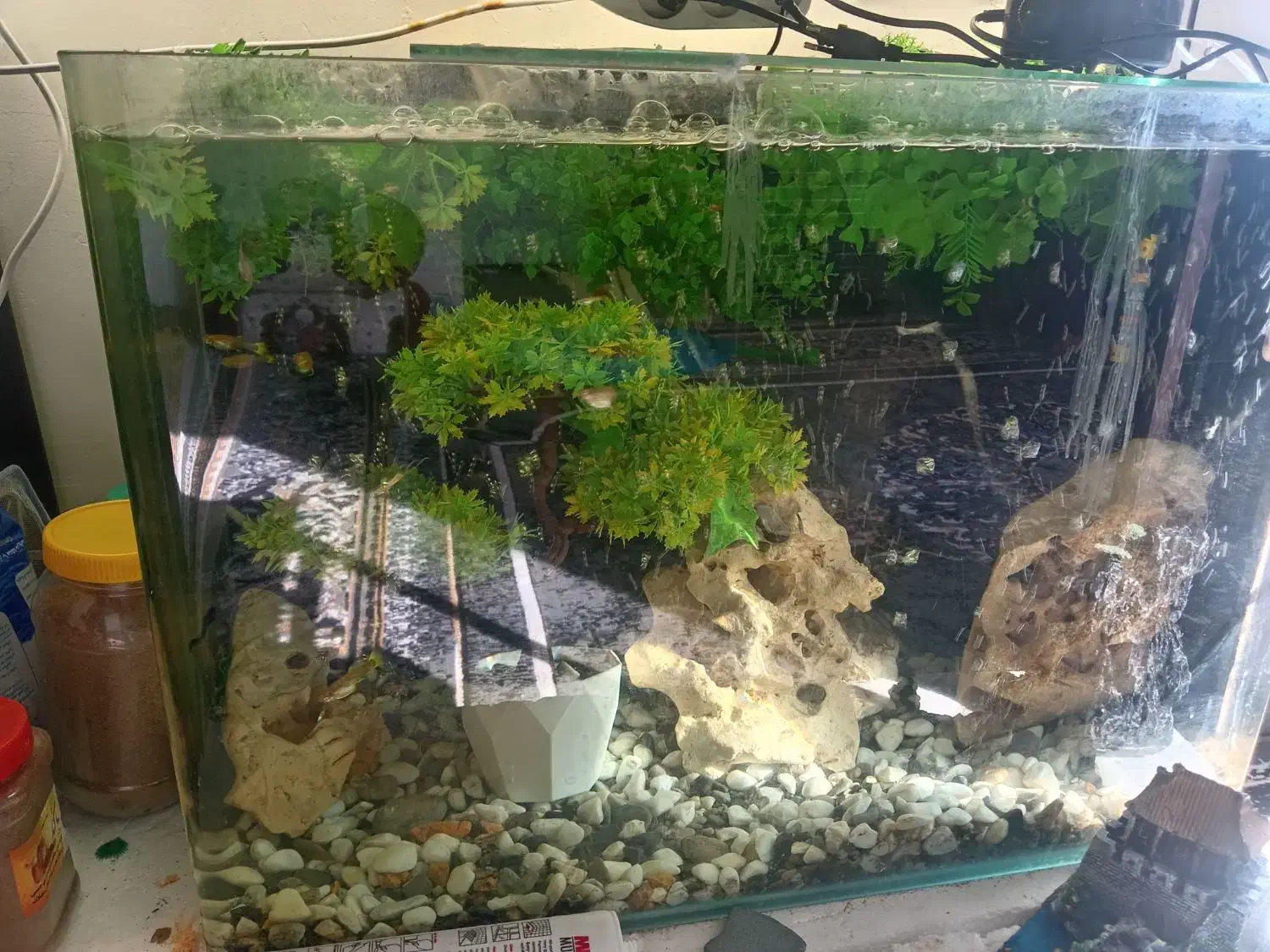 فروش ماهی گوپی ومولی|ماهی|شیراز, سعدیه شمالی|دیوار