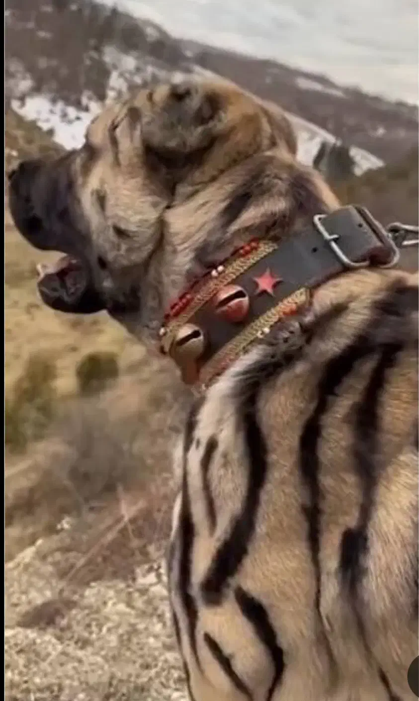 سگ پیت بول پلنگی|سگ|رشت, چله خانه|دیوار