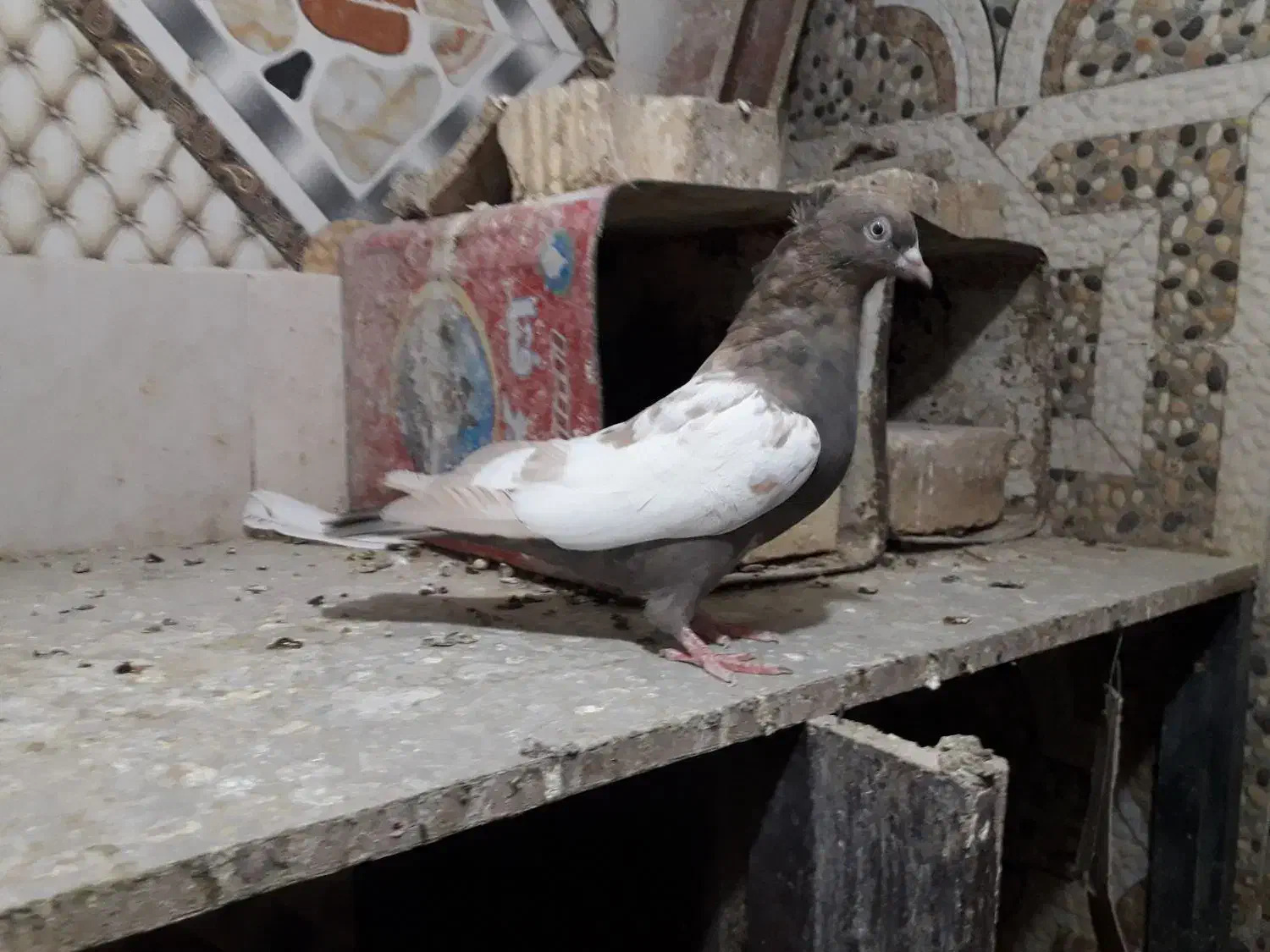کفتر|پرنده|شیراز, کفترک|دیوار