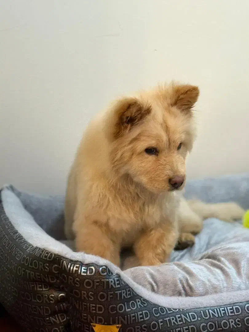 سگ چاو چاو|سگ|کرمان, |دیوار