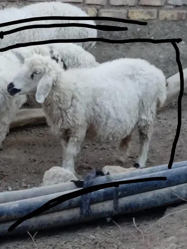 گوسفند|حیوانات مزرعه|زهک, |دیوار