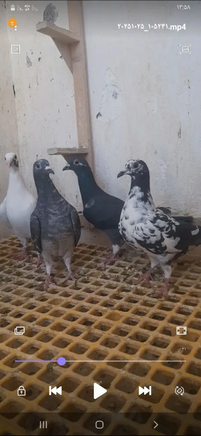 کبوتر|پرنده|شیراز, شهرک والفجر|دیوار