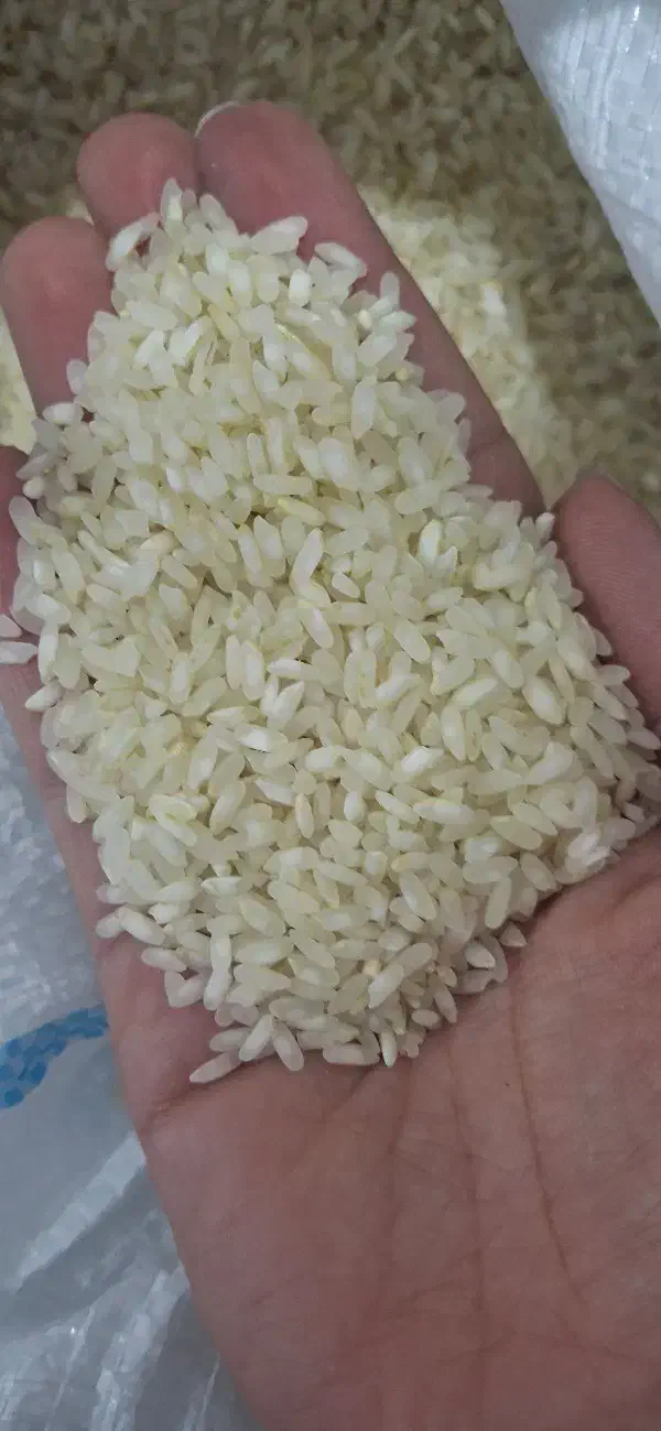 برنج کامفیروزی اصل بدون قاطی|خوردنی و آشامیدنی|شیراز, اکبر آباد|دیوار