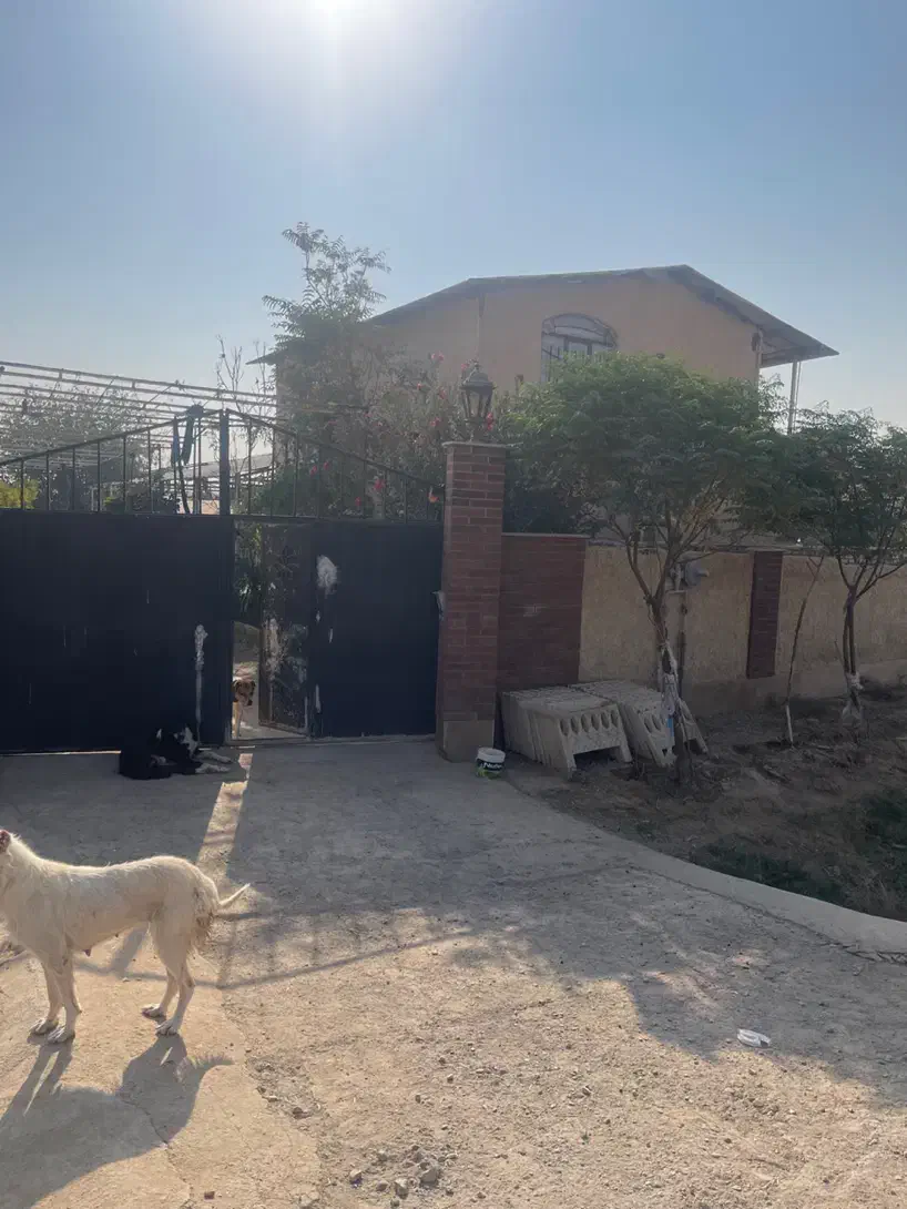 اجاره گلخانه ۶۰۰۰متری ورامین|اجارهٔ دفتر صنعتی، کشاورزی، تجاری|جوادآباد, |دیوار