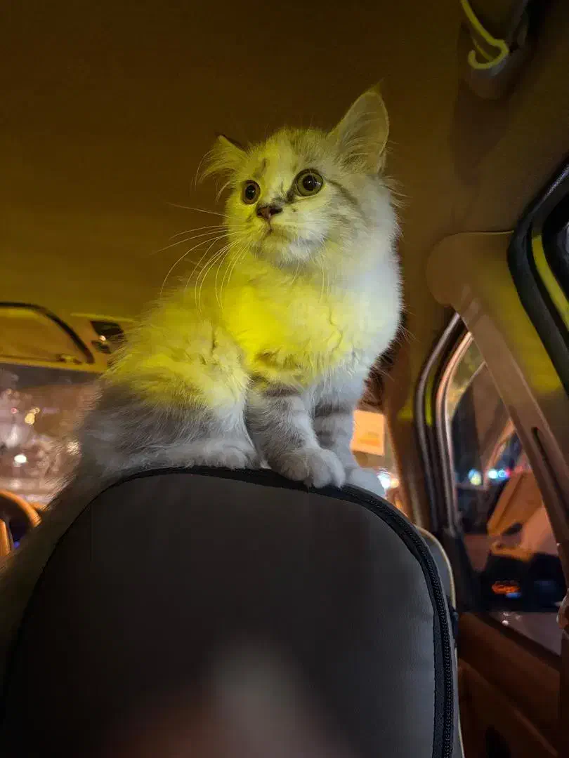 طوله بریتیش و اسکاتیش|گربه|مشهد, رسالت|دیوار