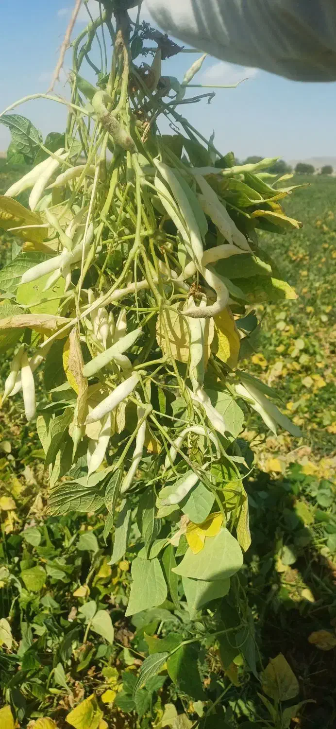 لوبیا چیتی|خوردنی و آشامیدنی|میلاجرد, |دیوار