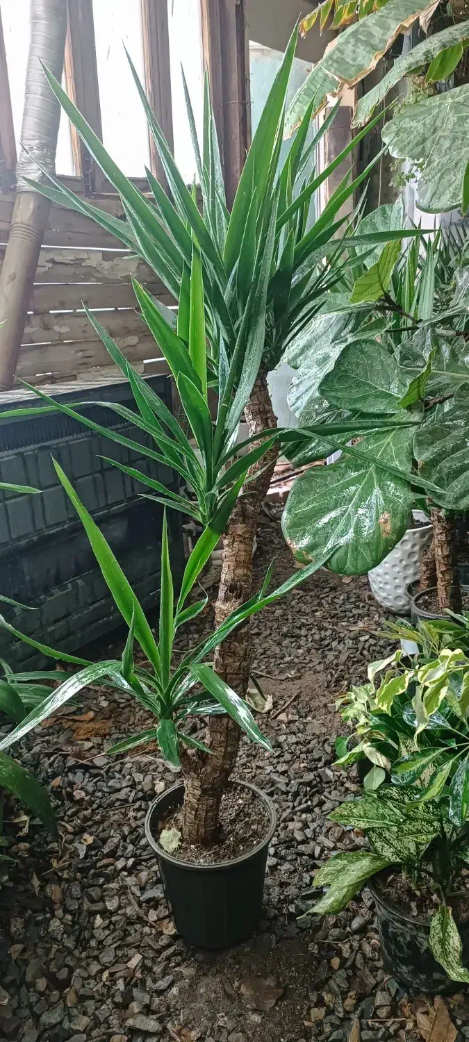 گلهای زیبا واسه مامانای خوشگلمون|گل و گیاه طبیعی|نیشابور, کشتارگاه|دیوار