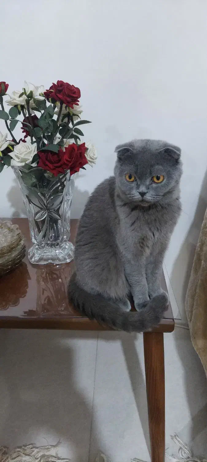 اسکاتیش ماده|گربه|گرگان, |دیوار