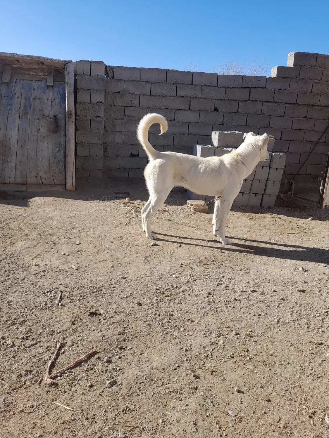 توله سگ ماده سرابی|سگ|هشترود, |دیوار